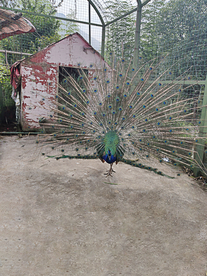 美丽的孔雀开屏