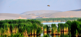 宁夏平罗沙湖芦苇荡