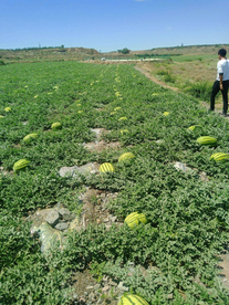 西瓜地瓜田