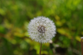 蒲公英