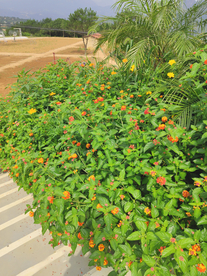 实拍植物马缨丹