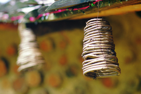 树藤线圈屋檐复古背景海报素材