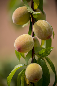 毛桃水果果实背景海报素材