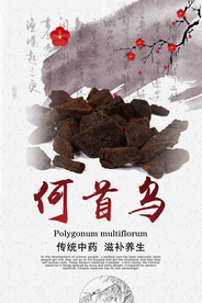 中国风何首乌药材海报