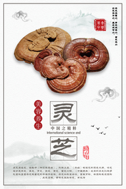 中国风养生灵芝海报