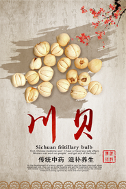 中国风川贝中药海报