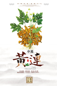 中国风黄连药材海报