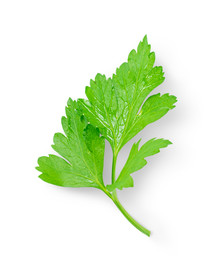 芹菜叶