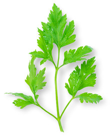 芹菜叶