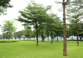 绿树草地