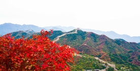 长城红叶