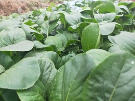 田园里 青菜苗 绿叶 菜 泥