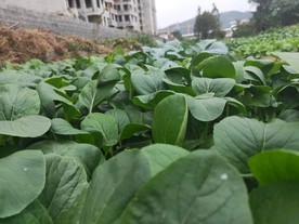 田园里 青菜苗 绿叶 菜 泥