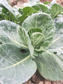 田园里 包心菜苗 绿叶 菜 泥