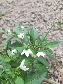 菜地里的辣椒花