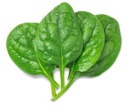 菠菜