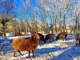 蓝天雪山与绵羊