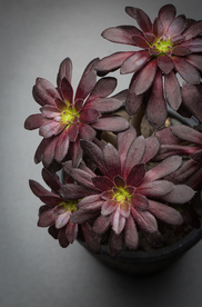 植物 多肉 盆栽 盆景 花卉