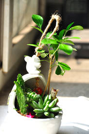 植物 多肉 盆栽 盆景 花卉