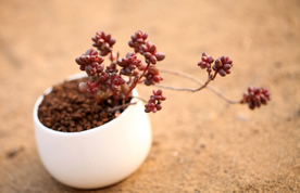 多肉植物掌上花园珊瑚珠