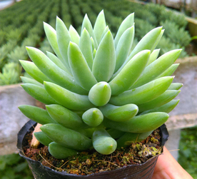 多肉植物玉珠莲玉珠帘千佛手