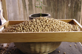 大豆 黄豆 黄豆芽