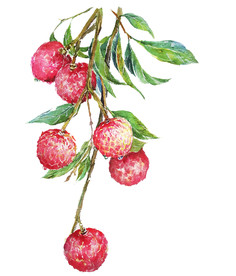 手绘水彩荔枝png素材
