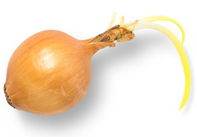 洋葱