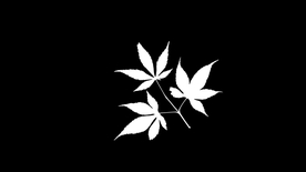 拍摄素材
