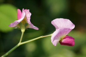 豌豆花