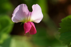 豌豆花