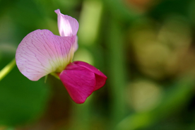 豌豆花