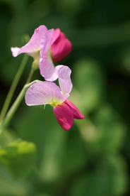 豌豆花