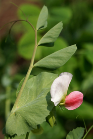 豌豆花