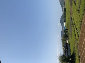 乡村农田一角清晨拍摄