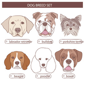 狗 DOG 动物 卡通