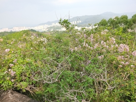 山里开紫薇花的