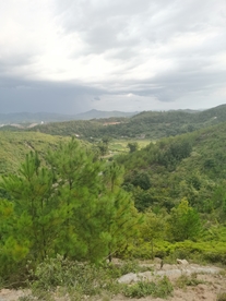 南方松树林景色
