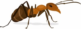 蚂蚁