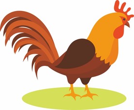 公鸡