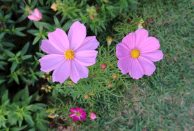 格桑花