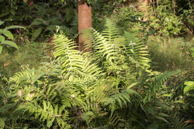 蕨类植物