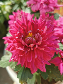 红菊花