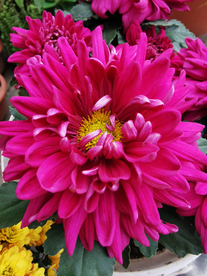 红菊花