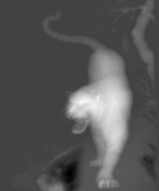 精雕图 浮雕图 灰度图 黑白图