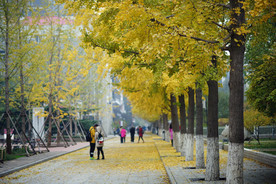 银杏树 欢迎新同学 迎新