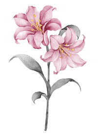 水仙花