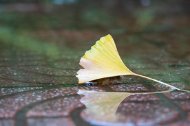 银杏叶特写