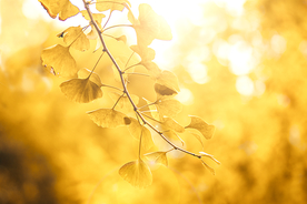 唯美逆光银杏树