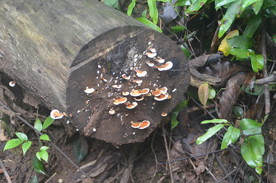 菇